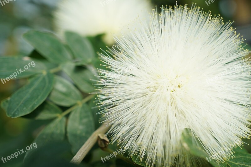 Natural Plant Leaf Great Copy Flowers