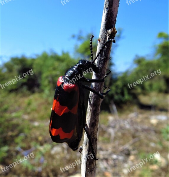 Insect Beetle The Antennæ Striped Animal