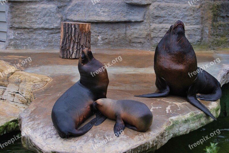 Sea ​​lion Travel Mammals Nature At The Court Of