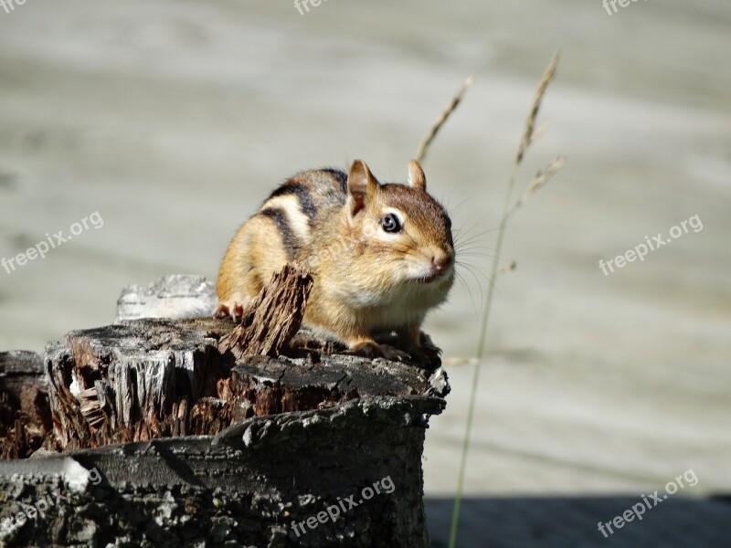 Chipmunk Cute Wildlife Free Photos