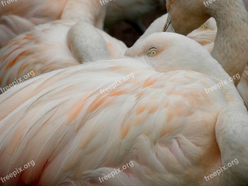 Bird Feather Nature Animal Poultry