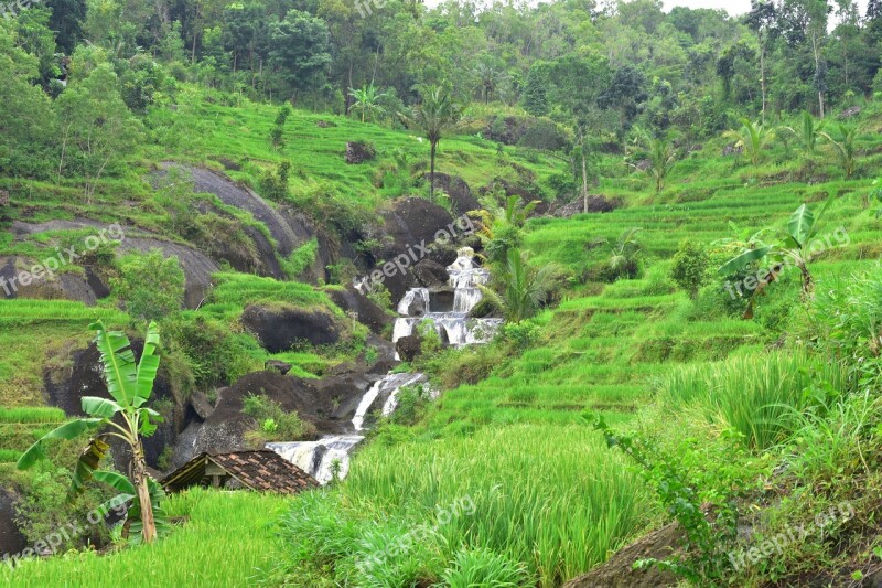 Rice Fields Nature Landscape Flora Tree