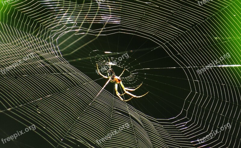 Spider Web Arachnid Insect Armenia