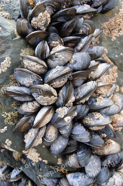 Shell Seafood Shellfish Food Bivalve