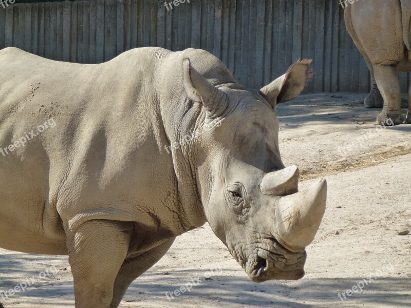 Rhino White Rhino Zoo Exotic Animal Animal