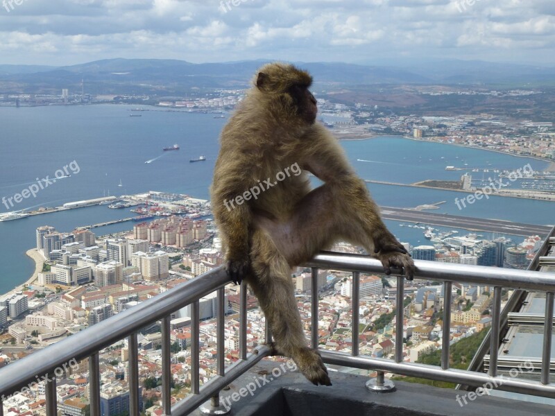 Travel Mono Gibraltar Fauna Animal