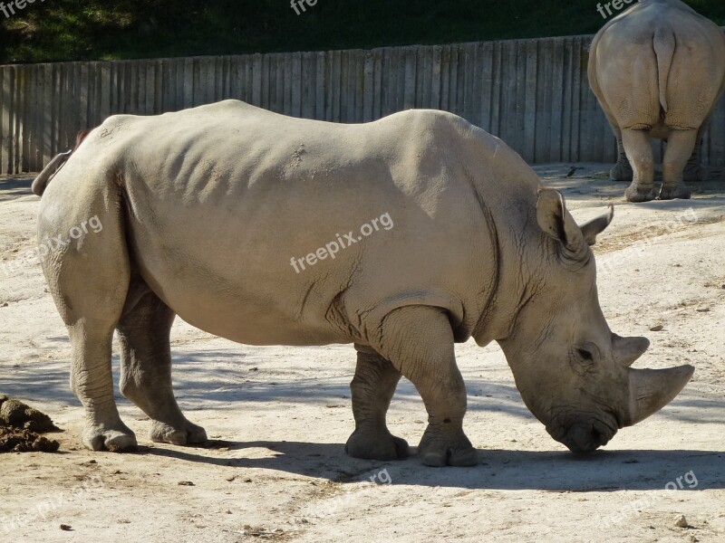 Rhino White Rhino Zoo Exotic Animal Animal