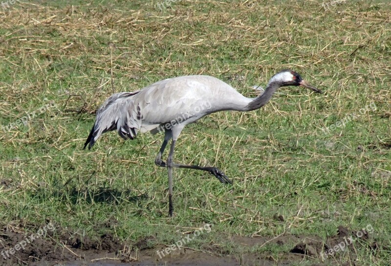 Common Crane Grus Grus Eurasian Crane Bird Gruidae