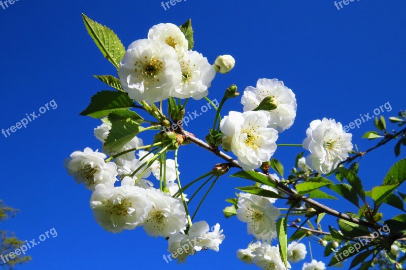 Apple Tree Flower Plant Nature Branch