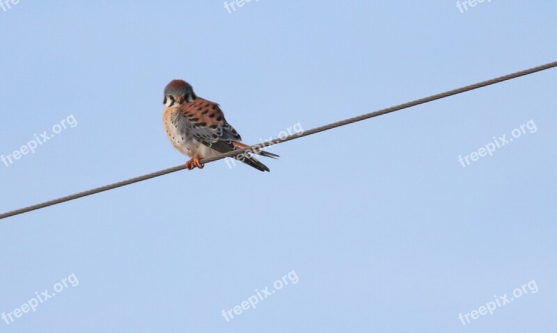 Bird Nature Outdoors Wildlife Kestrel