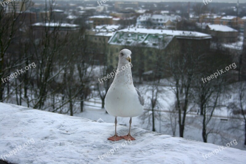 Winter Snow Coldly Nature Ice