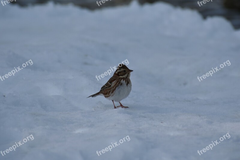 Animal Bird Wild Birds Little Bird Bunting Department Of