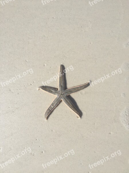 Seashore Beach Sand Starfish Free Photos