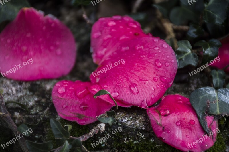 Nature Plant Flower Outdoors No Person