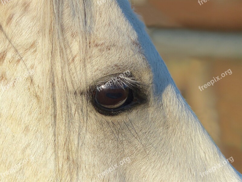 Pure Arab Blood White Eye Look Careful