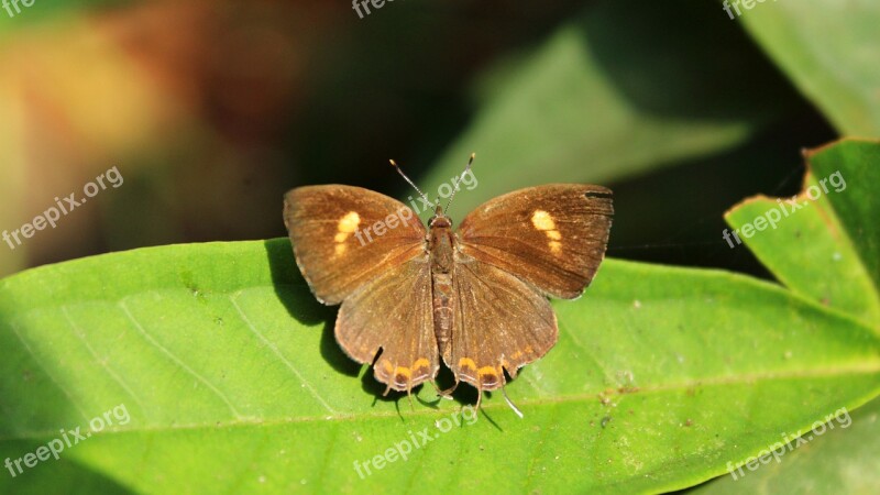 Butterfly Insect Nature Wing Leaf