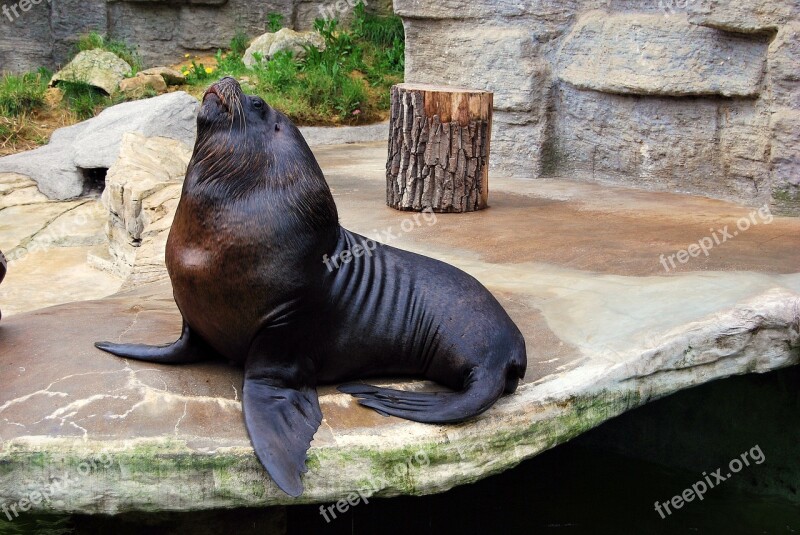 Nature Mammal Sea ​​lion Foka Zoo