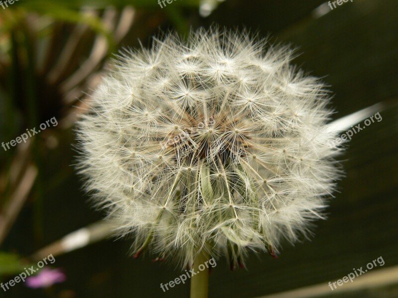 Dandelion Flora Nature Flower Seed