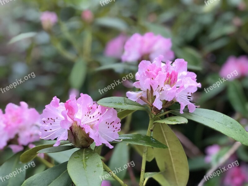 Rhododendrons Flowers Beautiful Pink Nature