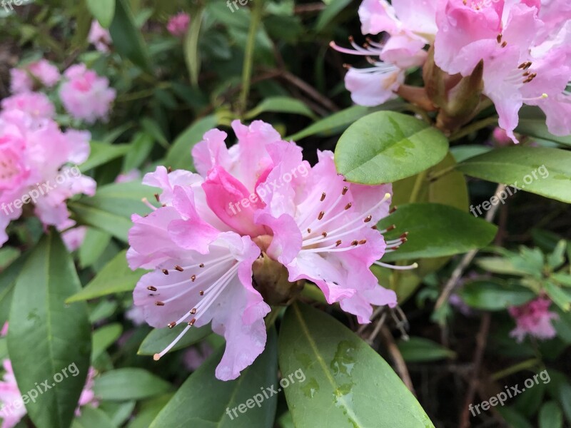 Rhododendrons Flowers Beautiful Pink Nature