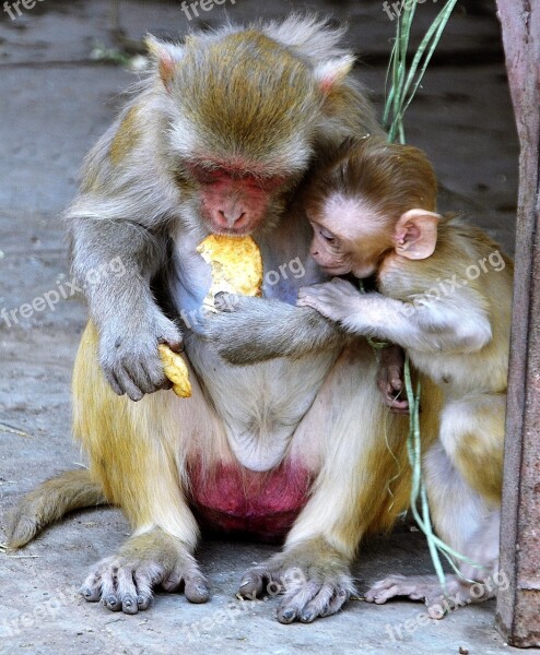 Monkey Baby Mother Female Family