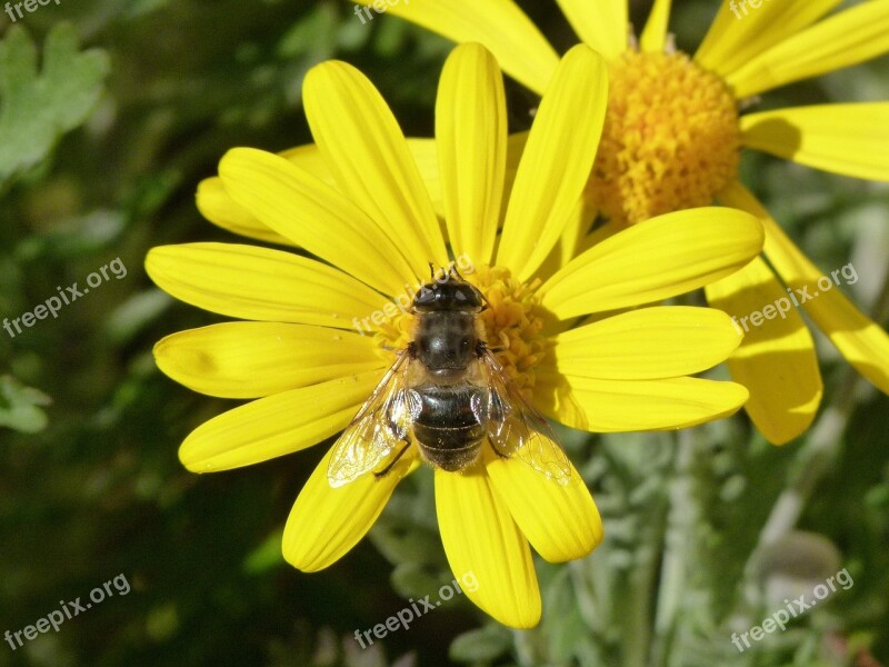 Bee Libar Flower Daisy Nature