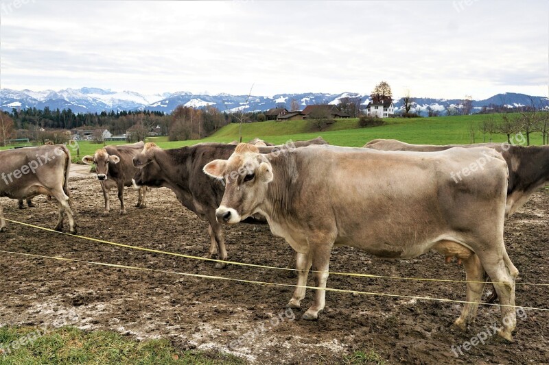 Cattle Mammal Cow Agriculture Animals