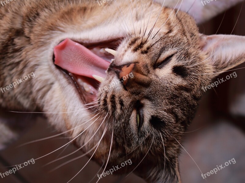 Cat Animalia Mammalia Fur Portrait