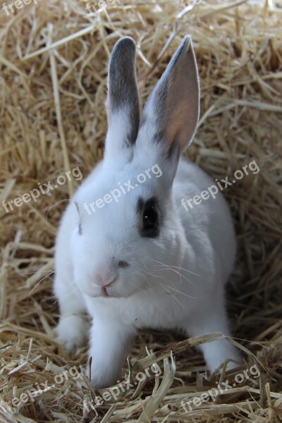 Rabbit Cute Animal Bunny Reynella Rabbits