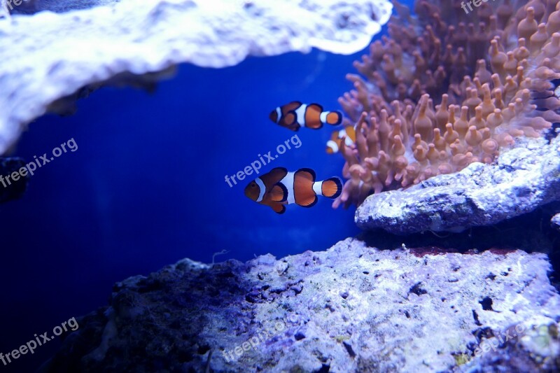 Underwater Ocean Sea Coral Reef