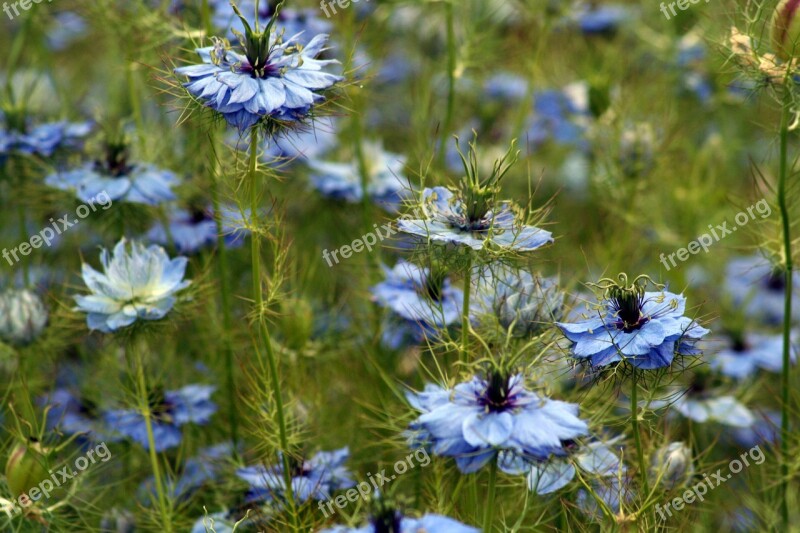 Nature Flower Flora Grass Hayfield