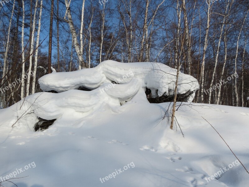 Winter Forest Snowdrift Stump Winter Forest