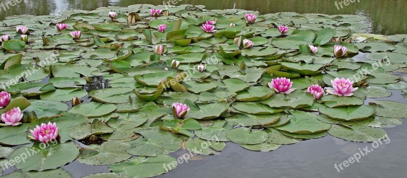 Water Lilies Pink Flower Plant Leaf