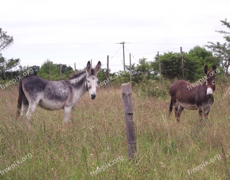 Mammal Animal Cavalry Grass Field