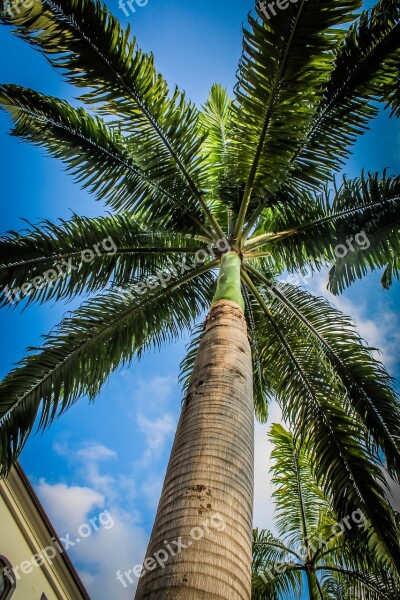 Tree Coconut Tree Sky Trip No Person