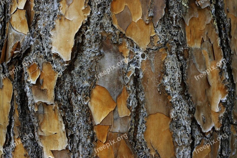 Tree Desktop Nature Bark Pattern