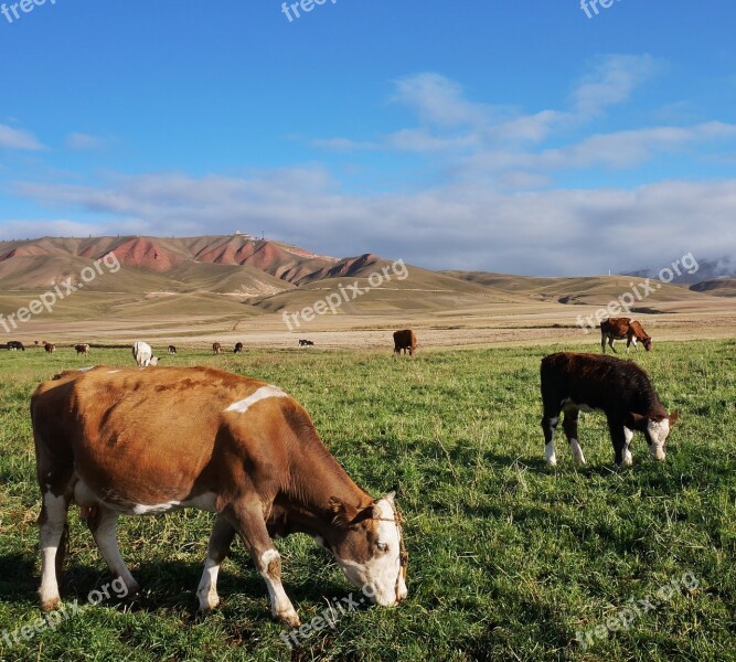 Mammal Farm Livestock Agriculture Hay To