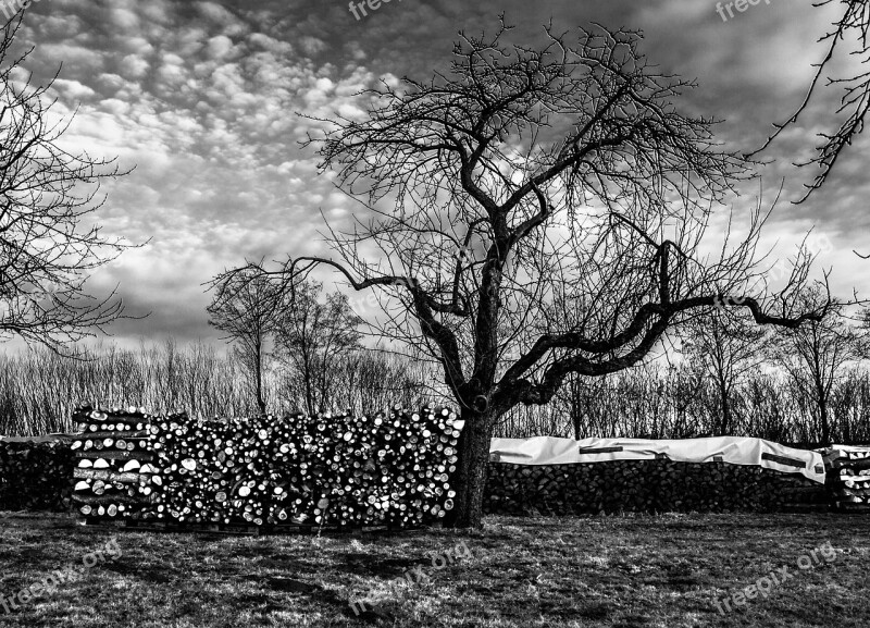 Tree Winter Wood Landscape Nature