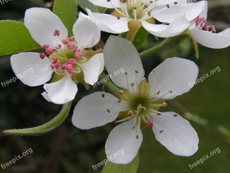 Spring Fruit Malus Apple Flower