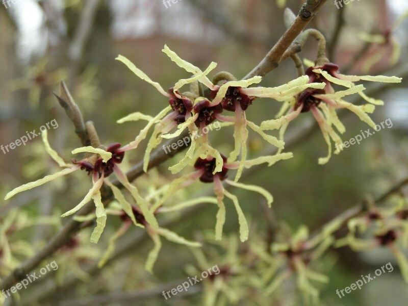 Witch Hazel Plant Leaf Nature Bush