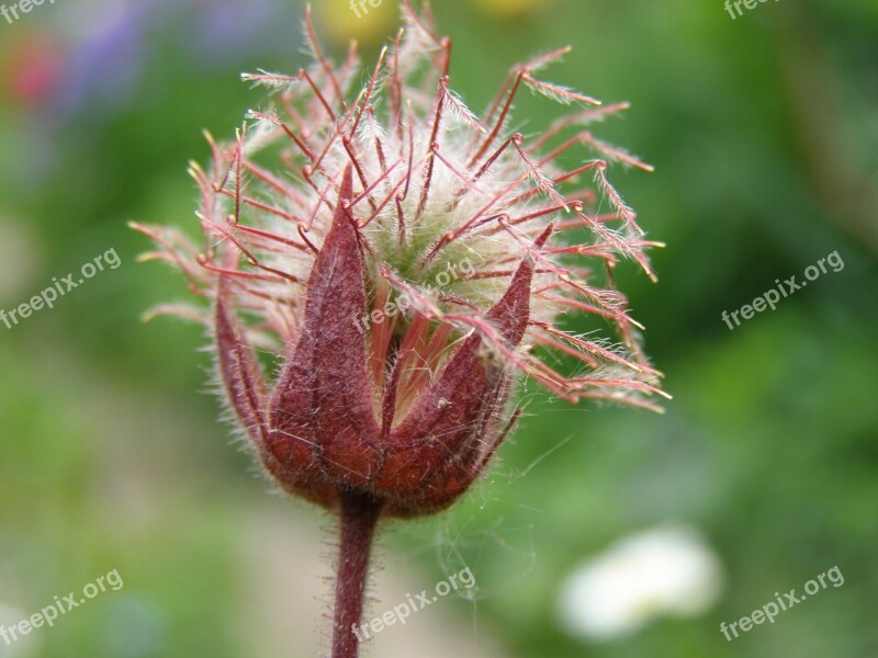 Swamp-blood Eye Cinquefoil Potentilla Potentilla Palustris Flower