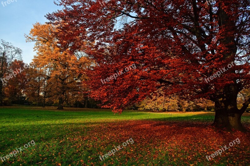 Autumn Tree Leaf Season Park