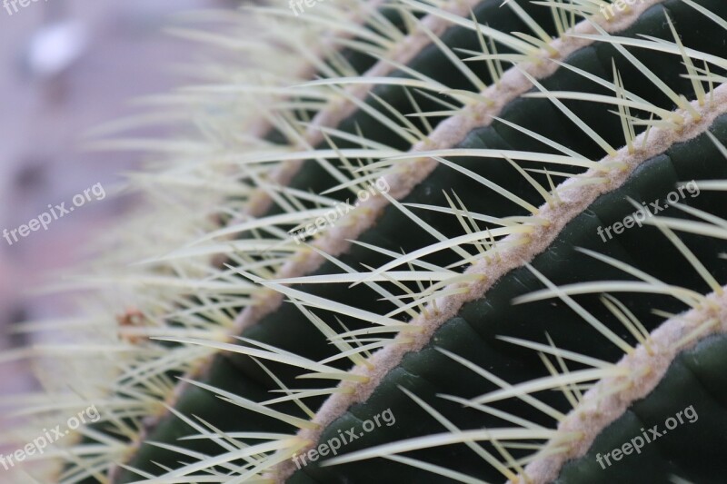 Cactus Spur Plant Pointed Nature