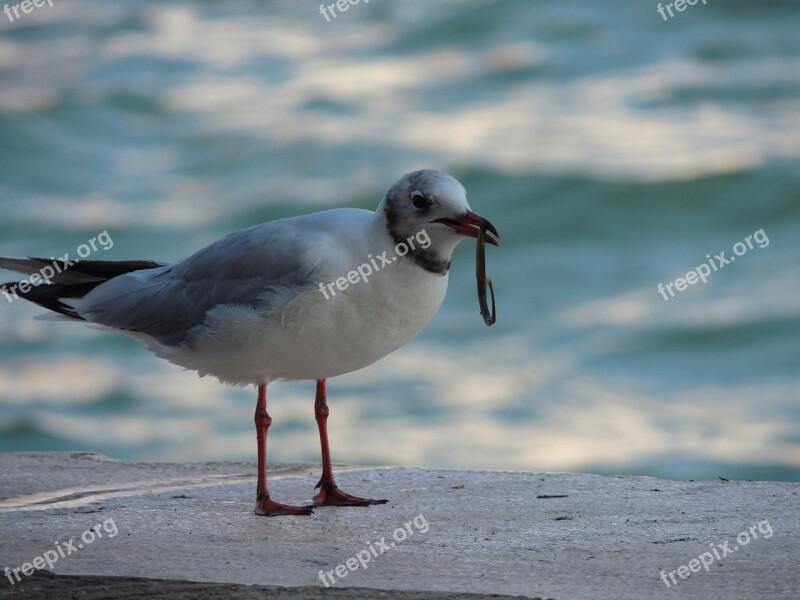 Sea Water Fishing Breeding Seagull