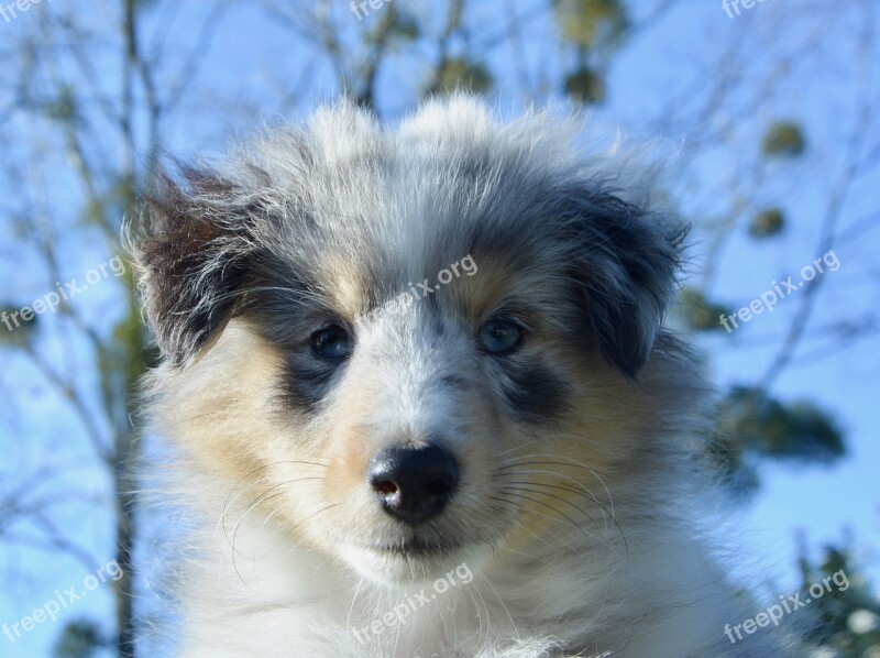 Dog Puppy Pup Dog Portrait Female Shetland Sheepdog