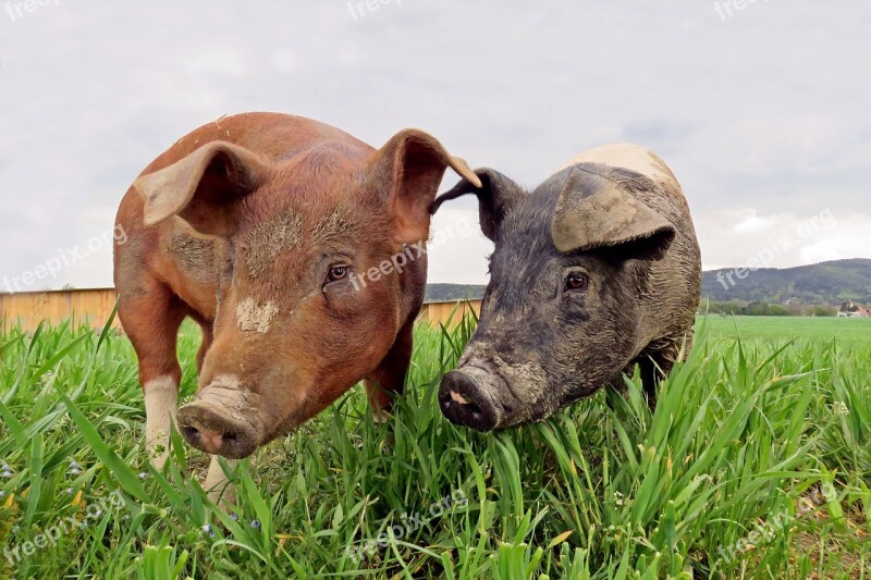 Farm Nature Animal Grass Field