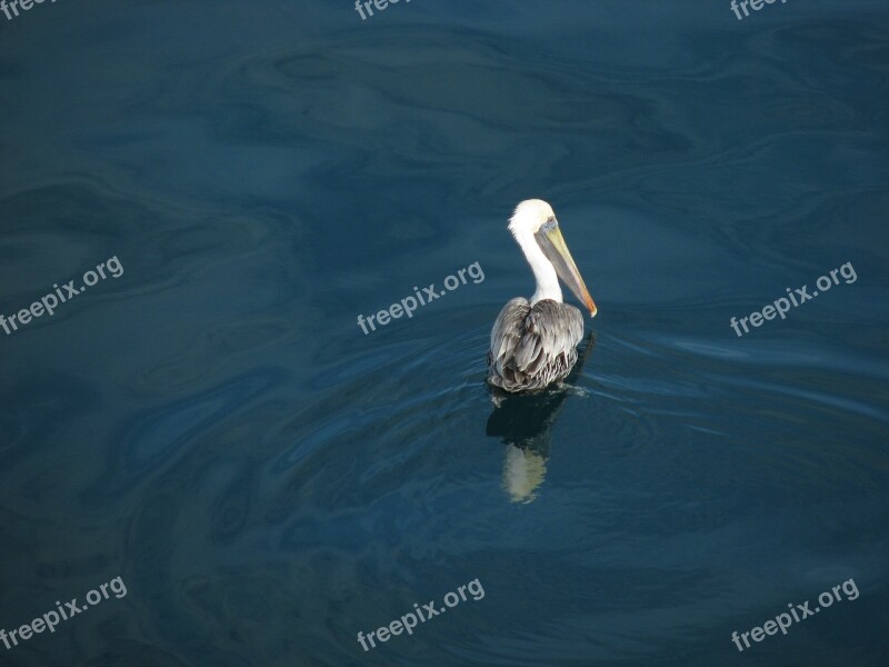 Body Of Water Birds Lake Sea River