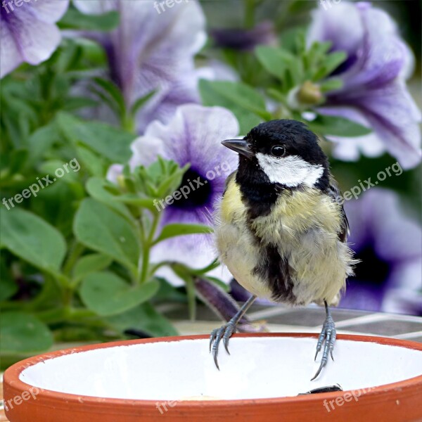 Animal Bird Tit Parus Major Young