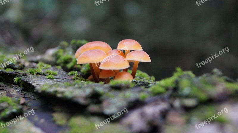 Sponge Forest Toxic Slovakia Free Photos