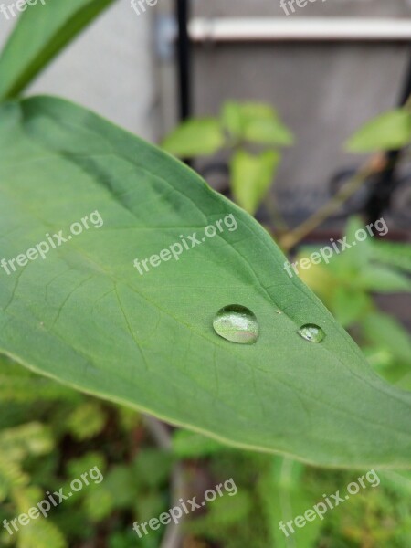 Leaf Plant Nature Garden Pearl